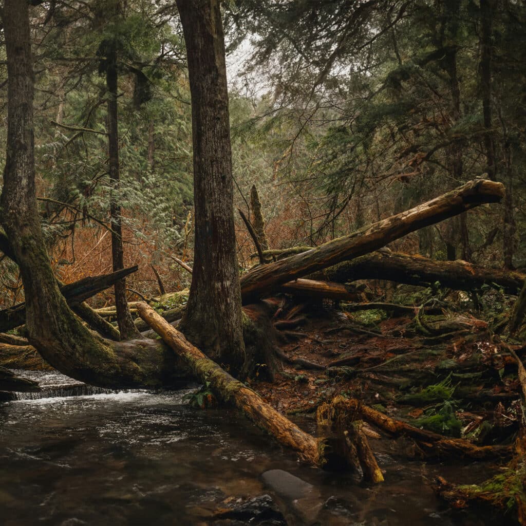 A tranquil forest scene with towering trees adorned with moss and lichen. Fallen logs crisscross the forest floor, creating a natural tapestry. A gentle stream flows in the foreground, reflecting the rich greens and earthy browns of the foliage. The light is soft and diffused, suggesting an overcast day, enhancing the serene and slightly mysterious atmosphere. The composition is immersive, with a focus on the lush interplay of textures and the understated beauty of the woodland setting.